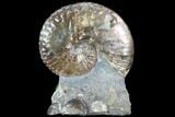 Iridescent Discoscaphites Ammonite - South Dakota #86213-1